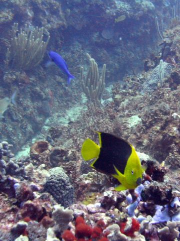Los Carriles Diving Spot Las Galeras Samana